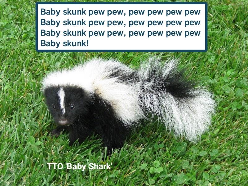 TTO 'Baby Shark' - Animal Comedy - Animal Comedy, funny animals, animal