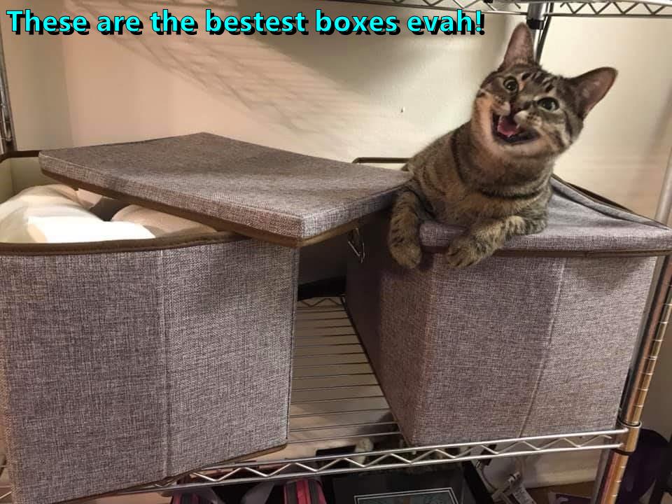 These are the bestest boxes evah! - Lolcats - lol | cat memes | funny ...