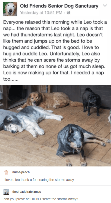 https://i.chzbgr.com/original/9569737728/h0CFFEDE3/by-barking-at-them-so-none-of-us-got-much-sleep-leo-is-now-making-up-for-that-i-needed-a-nap-too