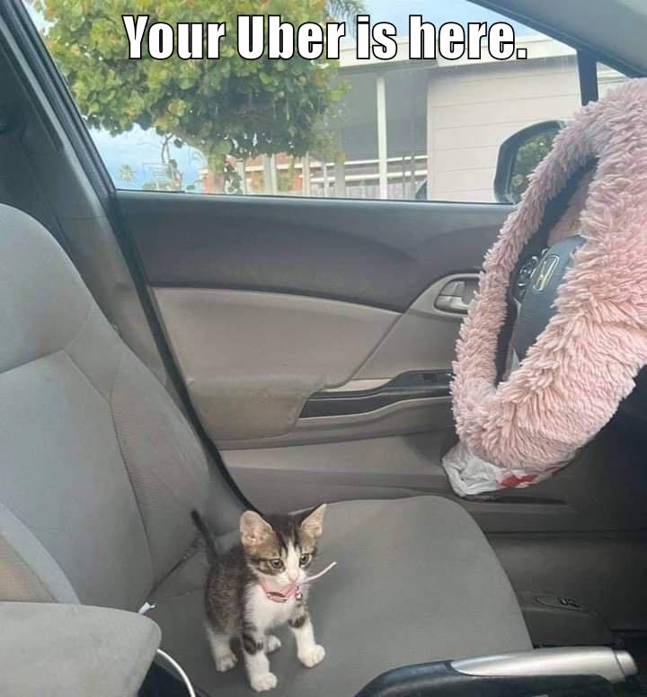 Your Uber is here. Lolcats lol cat memes funny cats funny cat