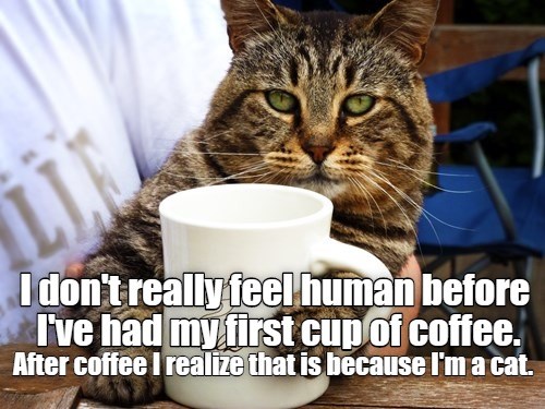 Good morning - Lolcats - lol | cat memes | funny cats | funny cat ...