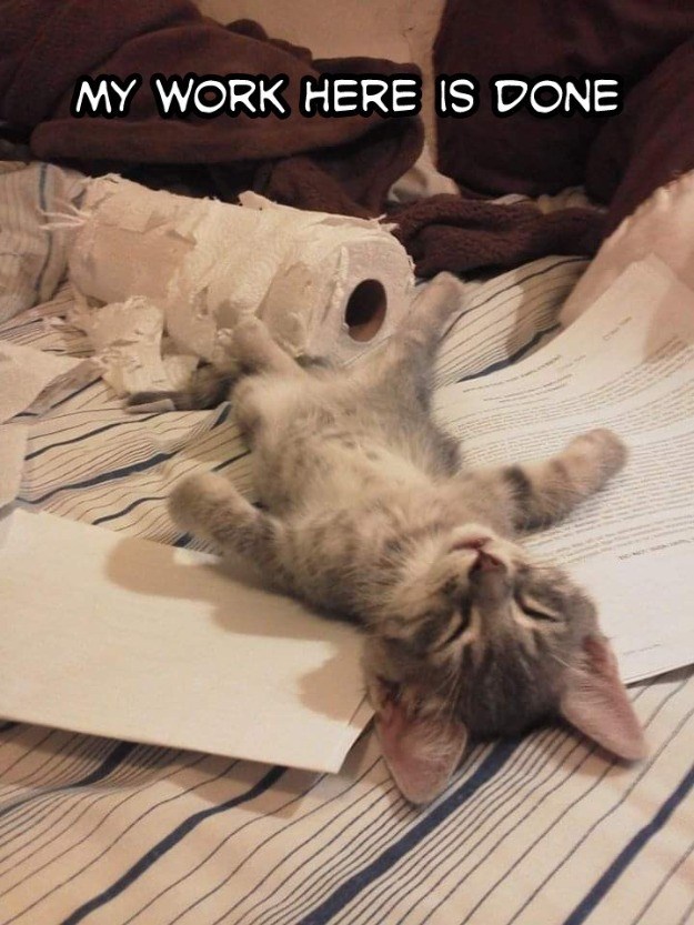 Time to sleep - Lolcats - lol | cat memes | funny cats | funny cat ...