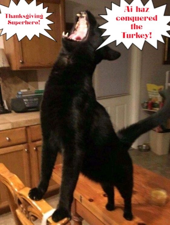 The pies never had a chance... Lolcats lol cat memes funny cats