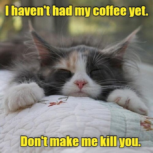 No talking until the coffee starts working. - Lolcats - lol | cat memes ...