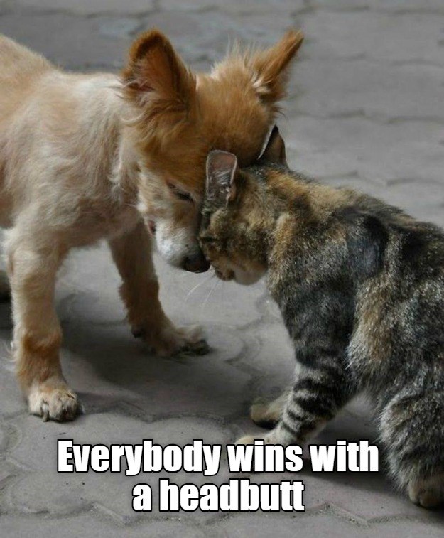 We All Could Use A Good Headbutt - Lolcats - lol | cat memes | funny ...