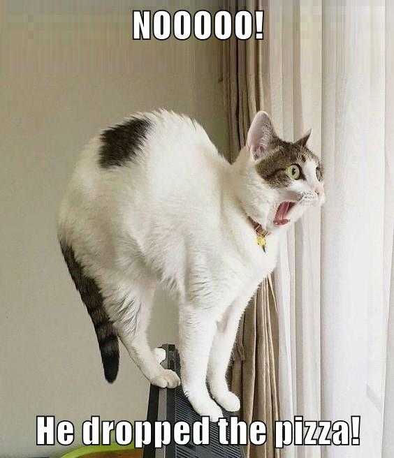 NOOOOO! - Lolcats - lol | cat memes | funny cats | funny cat pictures ...