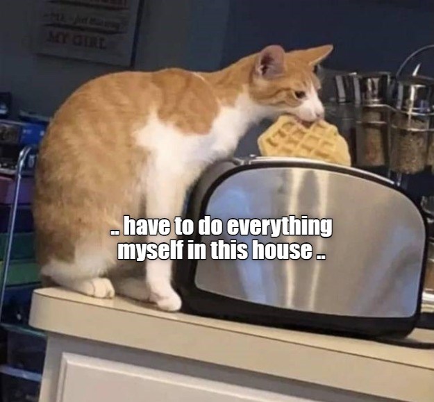 .. have to do everything myself in this house .. - Lolcats - lol | cat ...