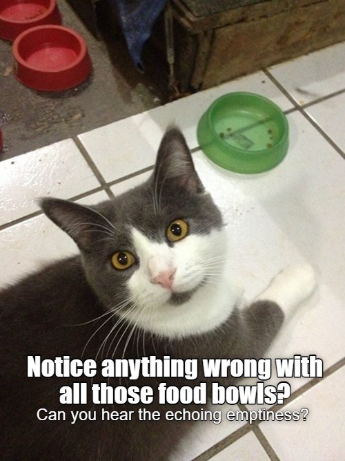 Hear the echoing emptiness - Lolcats - lol | cat memes | funny cats ...