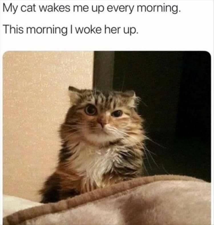 waking up your cat - I Can Has Cheezburger?
