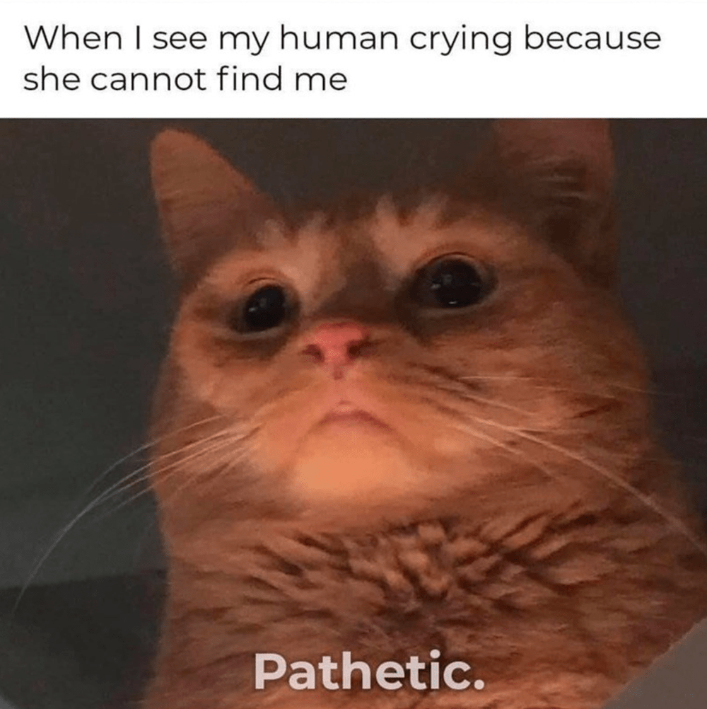 Cats Are Just Cute Sociopaths Memebase Funny Memes