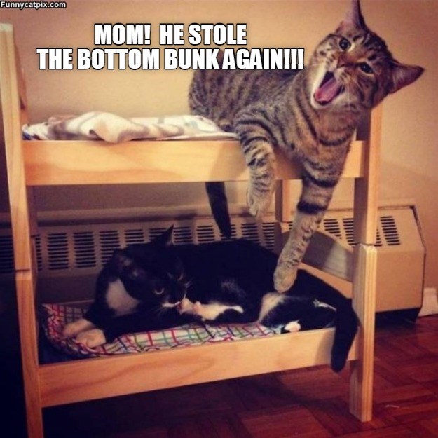 MOM! - Lolcats - lol | cat memes | funny cats | funny cat pictures with ...