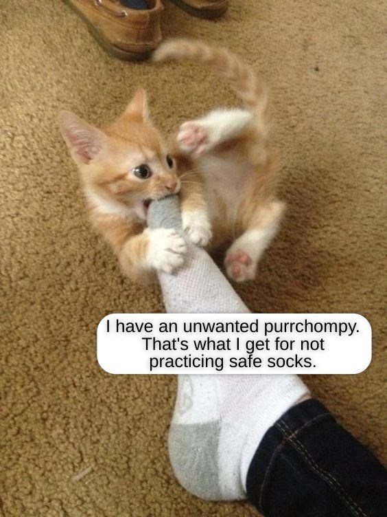 Caught, cat takes pregnant paws - Lolcats - lol | cat memes | funny ...