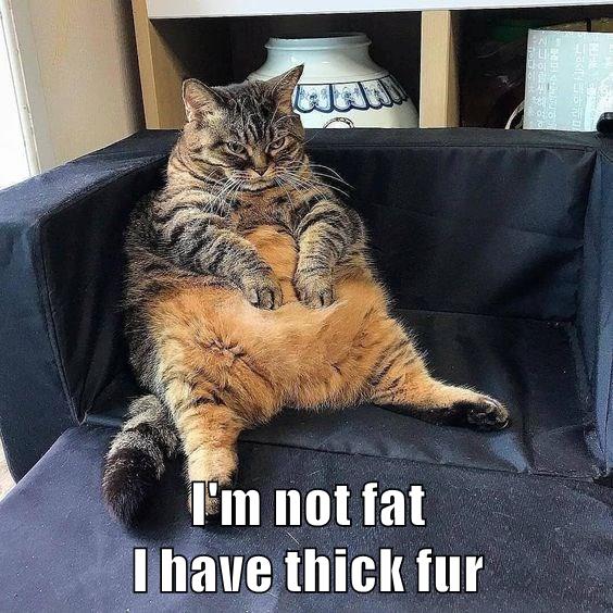 Not fat - Lolcats - lol | cat memes | funny cats | funny cat pictures ...