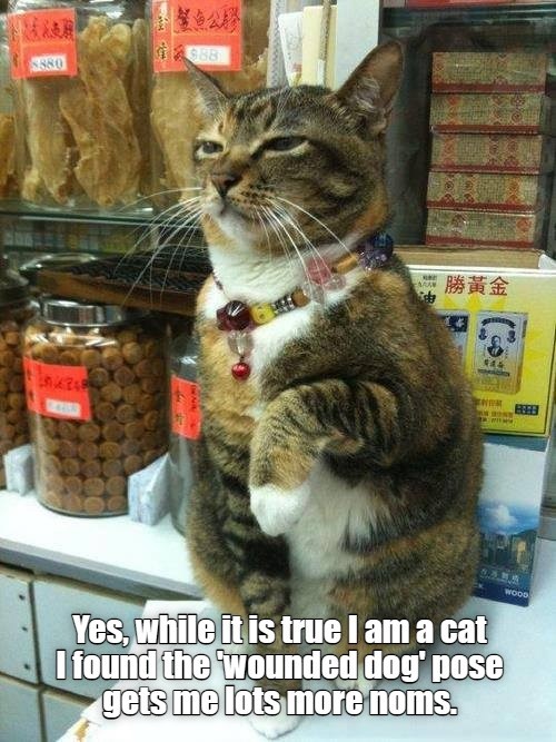 Om nom noms Lolcats lol cat memes funny cats funny cat pictures with words on them
