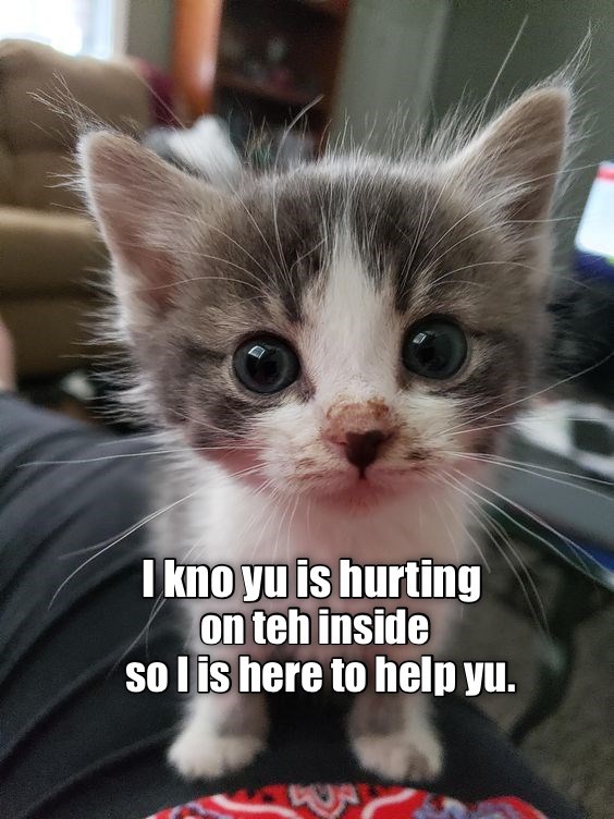 Kittie has the 6th sense! - Lolcats - lol | cat memes | funny cats ...