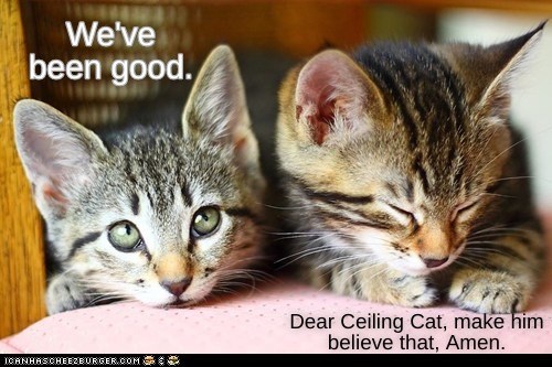 We've been good - Lolcats - lol | cat memes | funny cats | funny cat ...