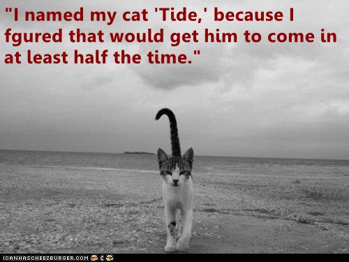 Tide - Lolcats - lol | cat memes | funny cats | funny cat pictures