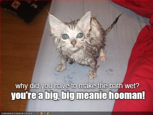 Big meanie! - Lolcats - lol | cat memes | funny cats | funny cat ...