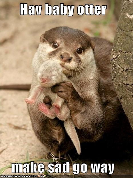 Hav baby otter make sad go way - Cheezburger - Funny Memes | Funny Pictures