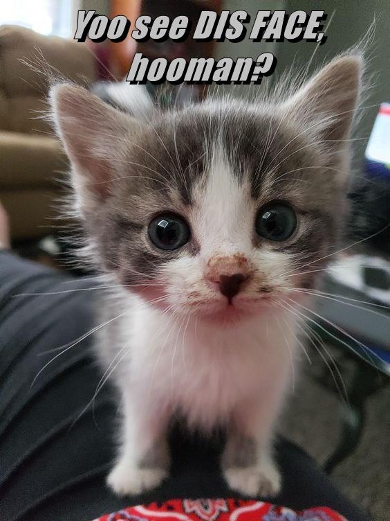 Yoo see DIS FACE, hooman? - Lolcats - lol | cat memes | funny cats ...