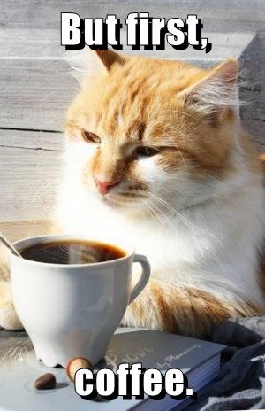 But first, coffee. - Lolcats - lol | cat memes | funny cats | funny cat ...