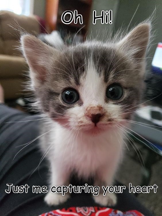 Have I Won You Over Yet? - Lolcats - Lol 