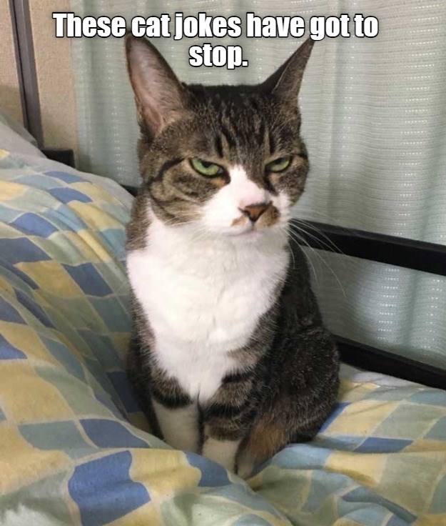 Stop sign - Lolcats - lol | cat memes | funny cats | funny cat pictures ...