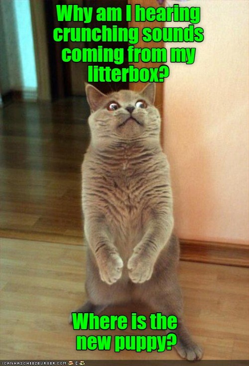 the-poop-du-jour-is-excellent-today-lolcats-lol-cat-memes