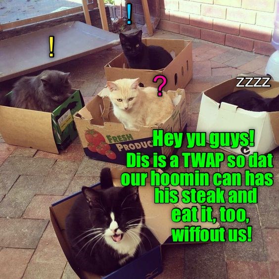 Mutiny for the bounty! - Lolcats - lol | cat memes | funny cats | funny ...