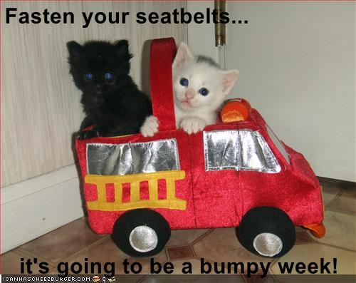 Fasten Your Seatbelts Lolcats Lol Cat Memes Funny Cats