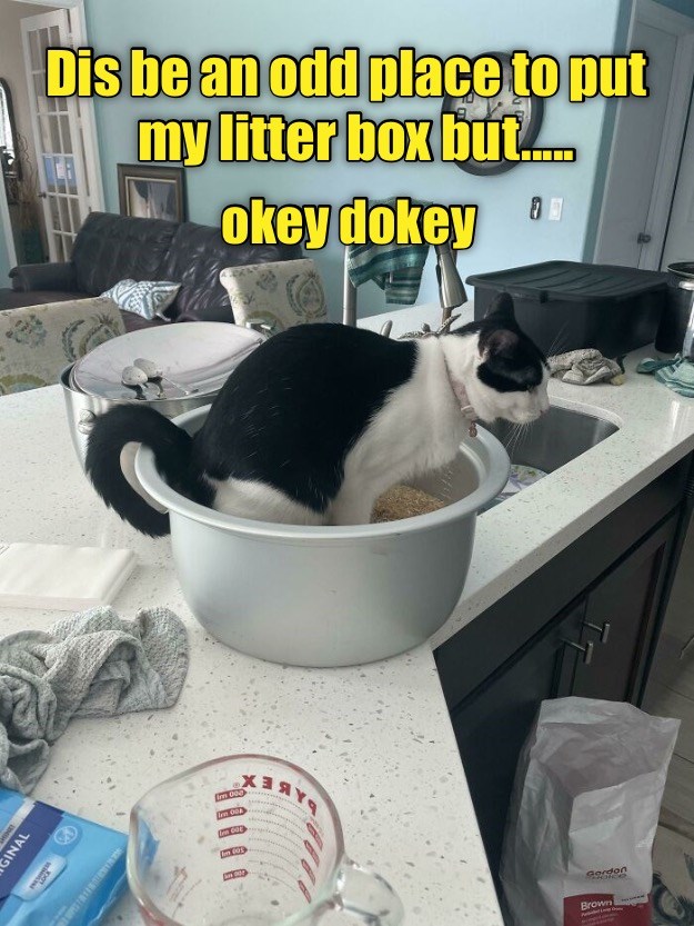 The litter is a little strange, too. Lolcats lol cat memes
