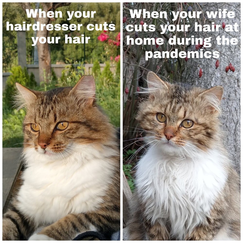 Pandemics haircut Lolcats lol cat memes funny cats funny cat