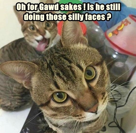 He is, isn't he? - Lolcats - lol | cat memes | funny cats | funny cat ...