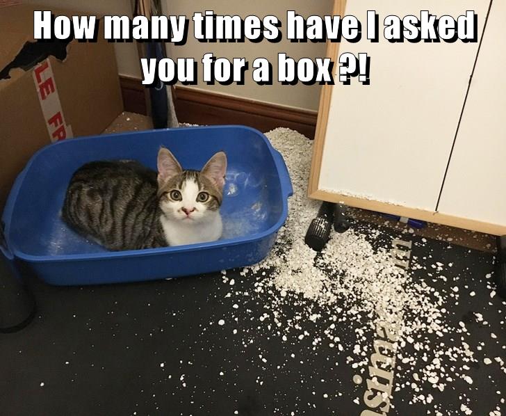 How many times have I asked you for a box ?! - Lolcats - lol | cat ...