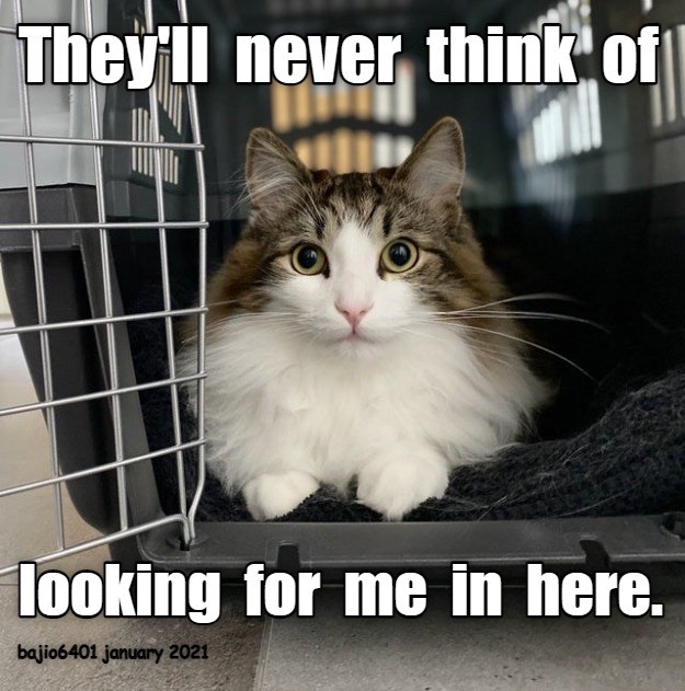 IT'S THE BEST HIDING PLACE - Lolcats - lol | cat memes | funny cats ...