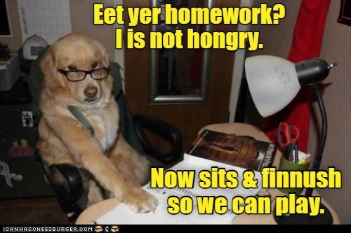 Tutor Dog is quiet serious. - I Has A Hotdog - Dog Pictures - Funny ...