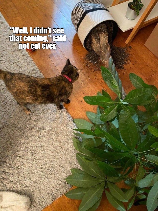 Saw true - Lolcats - lol | cat memes | funny cats | funny cat pictures ...