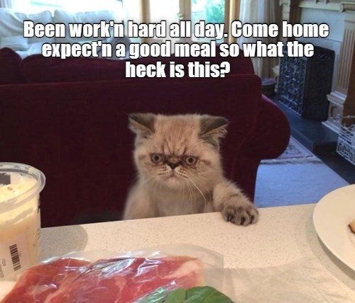 What The Heck Lolcats Lol Cat Memes Funny Cats Funny Cat   Cheezburger Image 9589193984