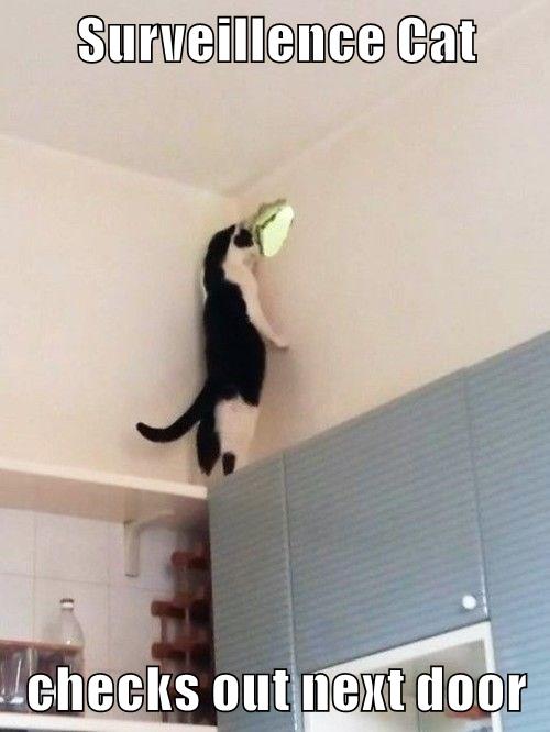 Surveillence Cat checks out next door - Lolcats - lol | cat memes ...