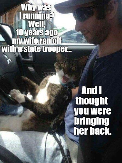 Kool Kat talks his way out of a ticket... Lolcats lol cat memes