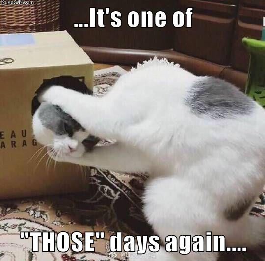 It S One Of Those Days Again Lolcats Lol Cat Memes Funny Cats Funny Cat Pictures With Words On Them Funny Pictures Lol Cat Memes Lol Cats