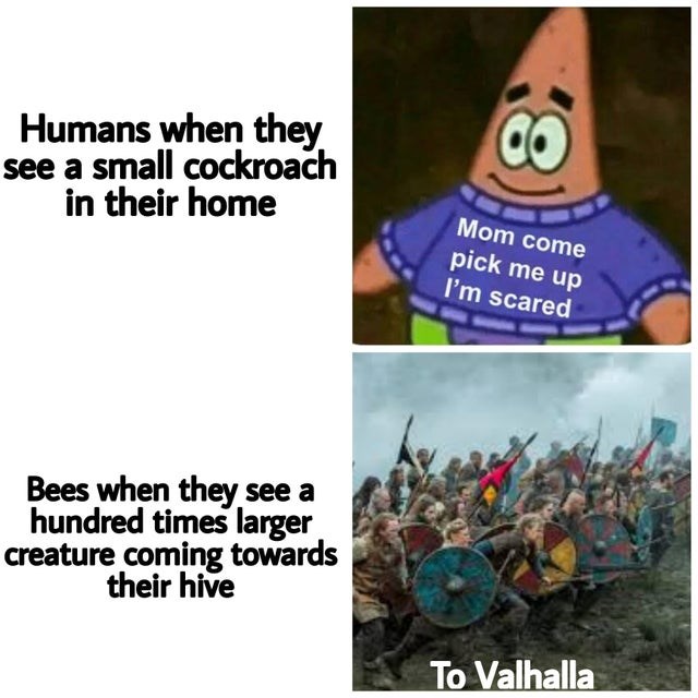 If you see me catching a bee - All India Dank Memes