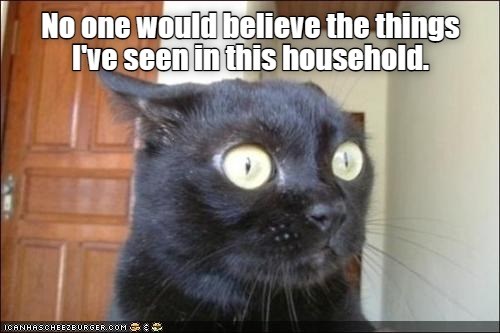 No one would believe - Lolcats - lol | cat memes | funny cats | funny ...