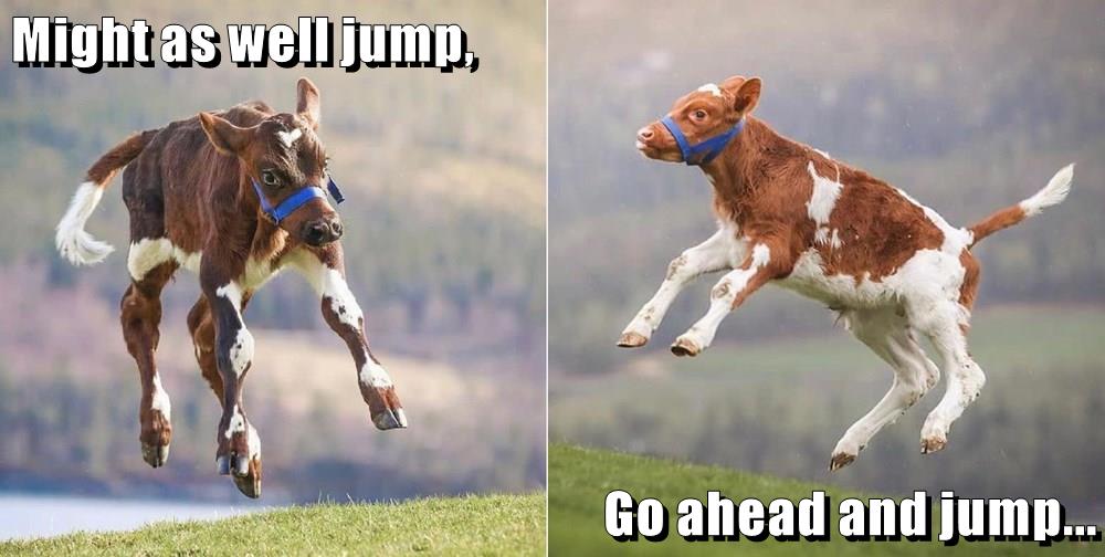 Might as well jump, Go ahead and jump... Animal Comedy Animal Comedy, funny animals, animal gifs