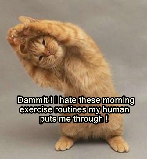 Morning routine - Lolcats - lol | cat memes | funny cats | funny cat ...