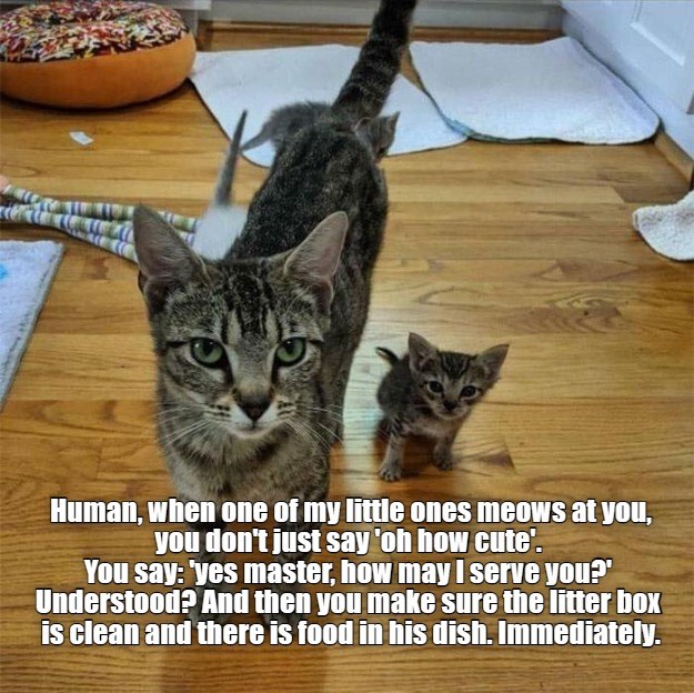 Yes mistress, how may I serve you? - Lolcats - lol | cat memes | funny ...