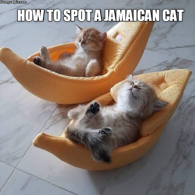 How to spot a Jamaican Cat Lolcats lol cat memes funny cats