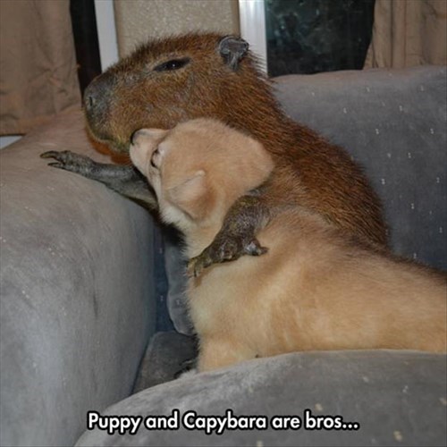 capybaras are the best - I Can Has Cheezburger?