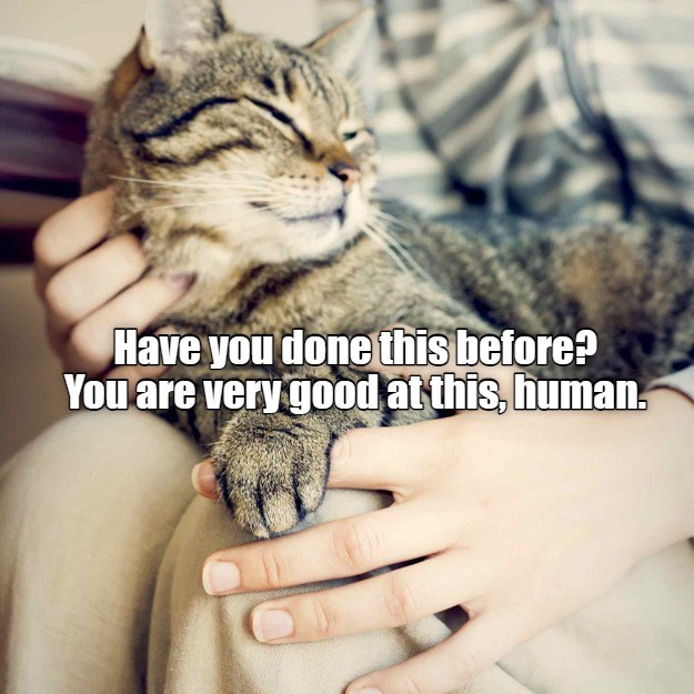 Have you done this before? You are very good at this, human. - Lolcats ...