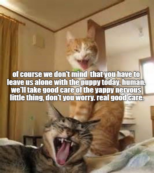 real good care - Lolcats - lol | cat memes | funny cats | funny cat ...